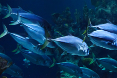 AQUARIUM