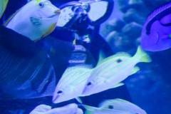 fish_feed_2_large